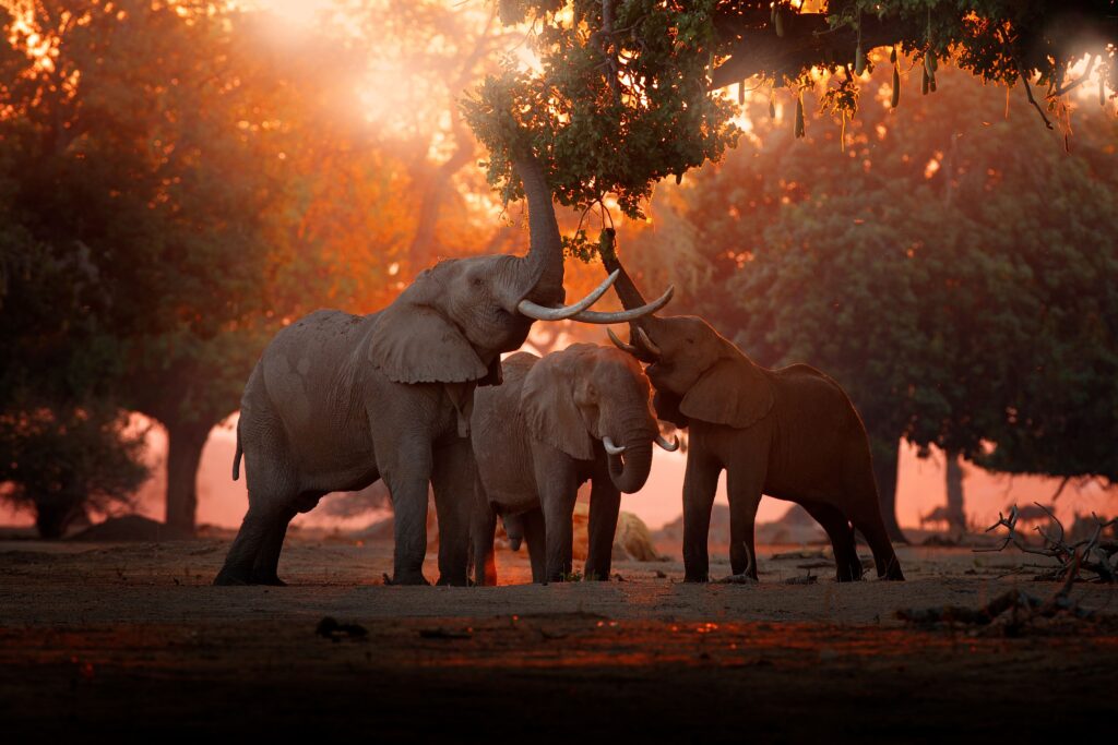 Elephants in front of magical sunset at Mana Pools NP Zimbabwe during sunset.